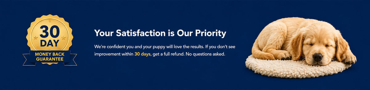 Happy puppy learning daily routines and better behavior at home